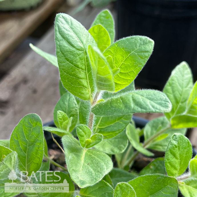 #1 Ruellia humilis/ Wild Petunia Native (TN)