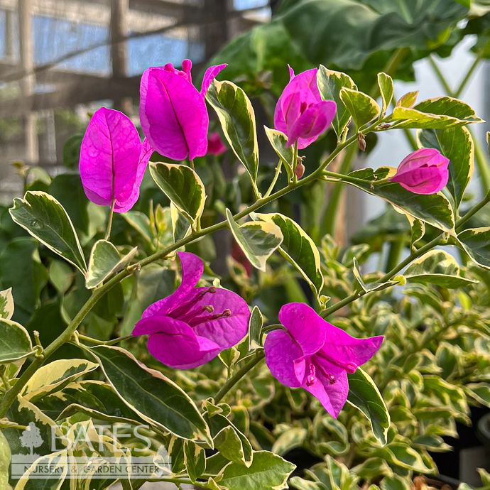 Tropical #1 STK Bougainvilla Blueberry Ice/ Lavender Blue