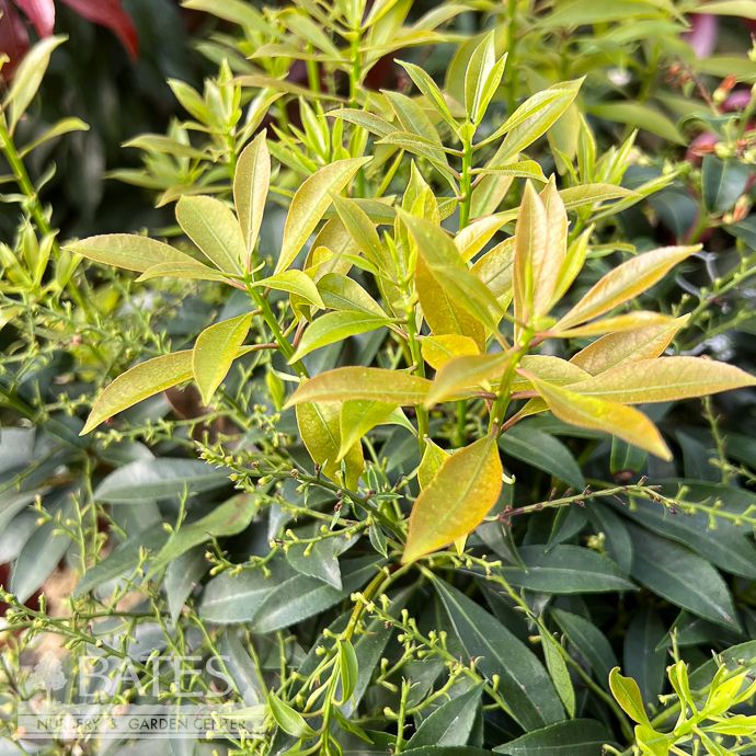 #3 Pieris japonica Karenoma