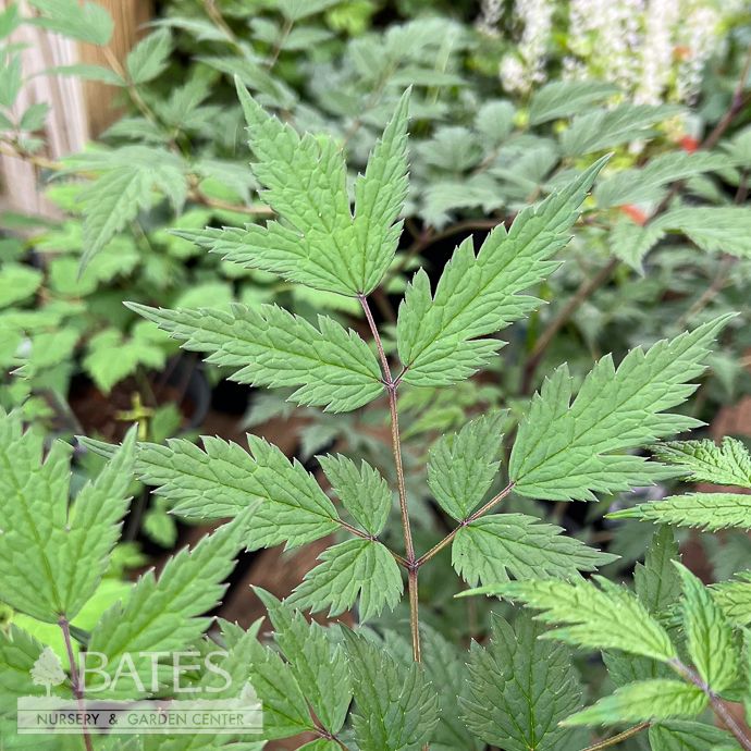 #1 Actaea (Cimicifuga) x Queen of Sheba/ Dark Leaved Snakeroot