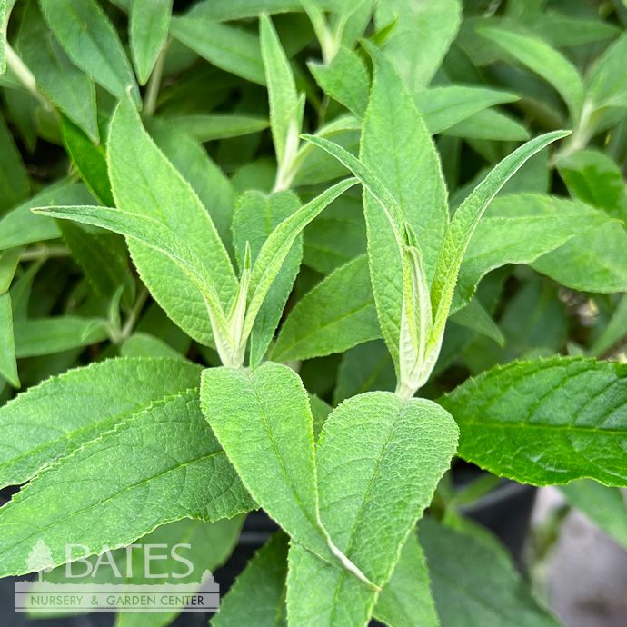 #3 Buddleia dav Butterfly Magic/ Tri-color Butterfly Bush