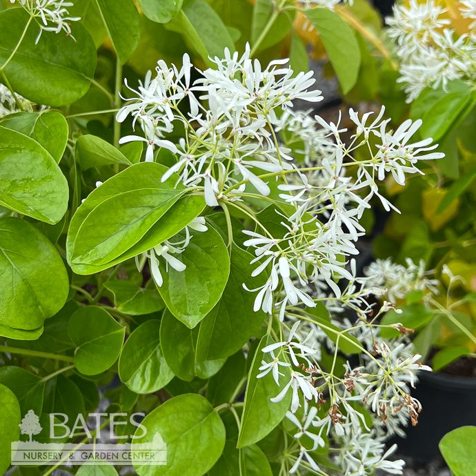 #7 Chionanthus ret China Snow/ Fringetree