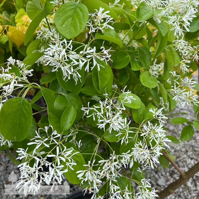 #7 Chionanthus ret China Snow/ Fringetree