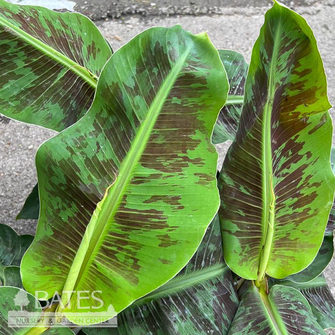 Tropical #1 Musa x Truly Tiny / Dwarf Hardy Fiber Banana - No Warranty