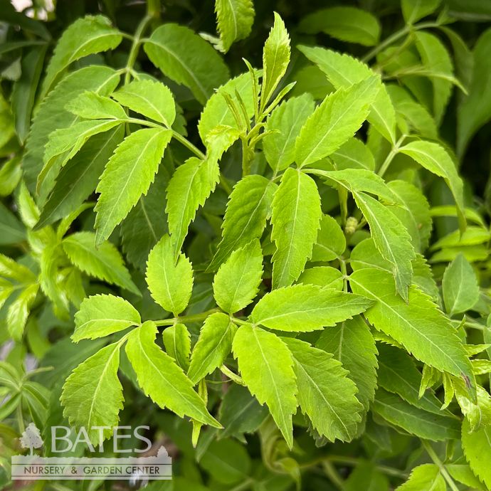 Edible #3 Sambucus can AB Adams/ American Elderberry Native (TN)