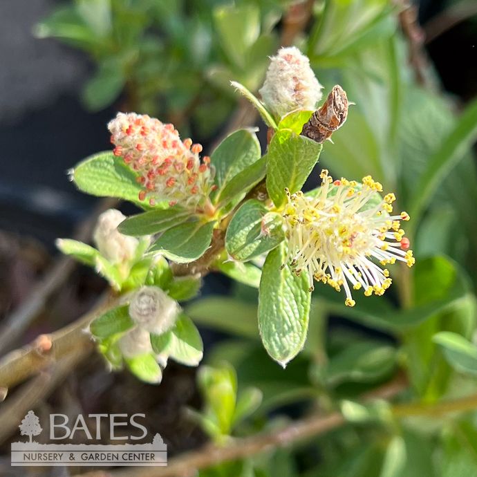 #3 Salix candida FE Iceberg Alley/ Sageleaf Willow
