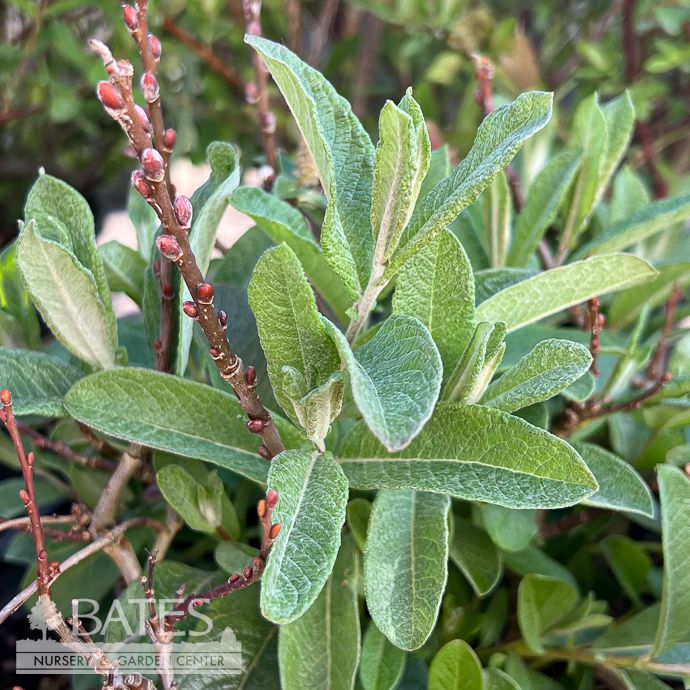 #3 Salix candida FE Iceberg Alley/ Sageleaf Willow