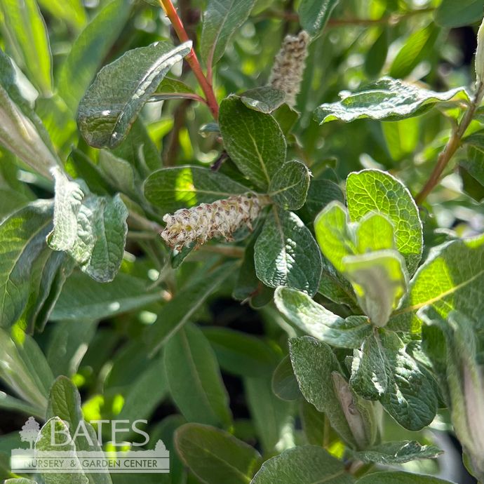 #3 Salix candida FE Iceberg Alley/ Sageleaf Willow