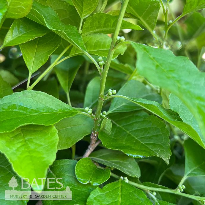 #3 Ilex vert FE Wildfire/ Winterberry Holly Native (TN)