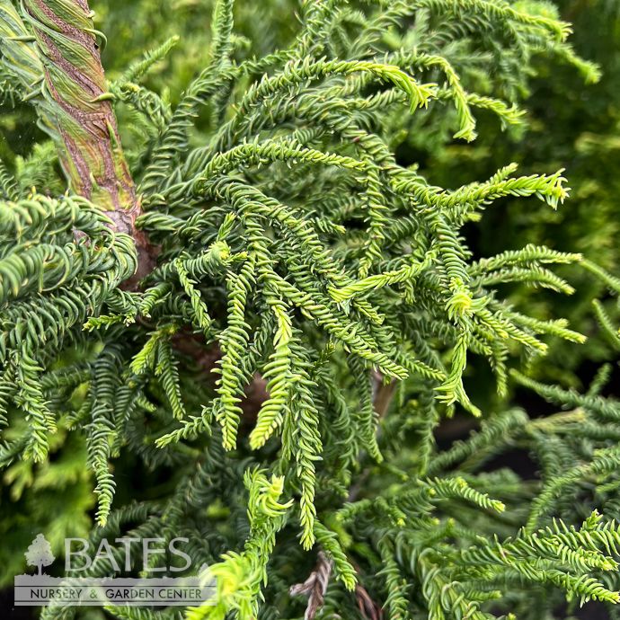 #5 Cryptomeria japonica Rasen/ Japanese False Cedar
