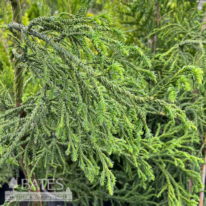 #5 Cryptomeria japonica Rasen/ Japanese False Cedar
