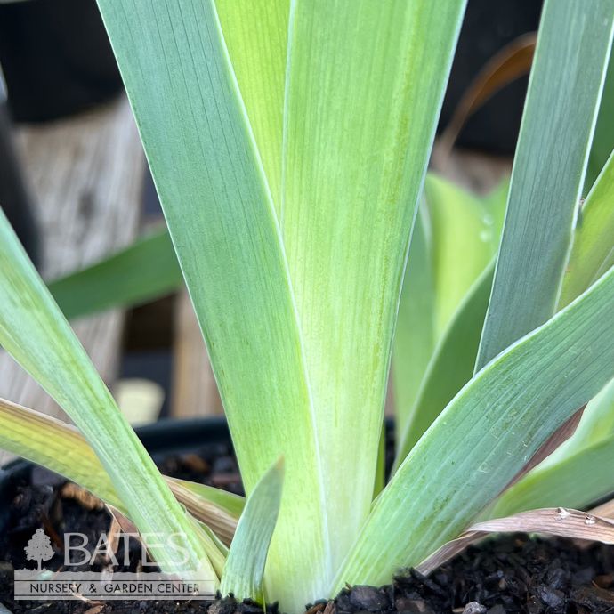 #1 Iris germ Mostest/ Yellow German Bearded