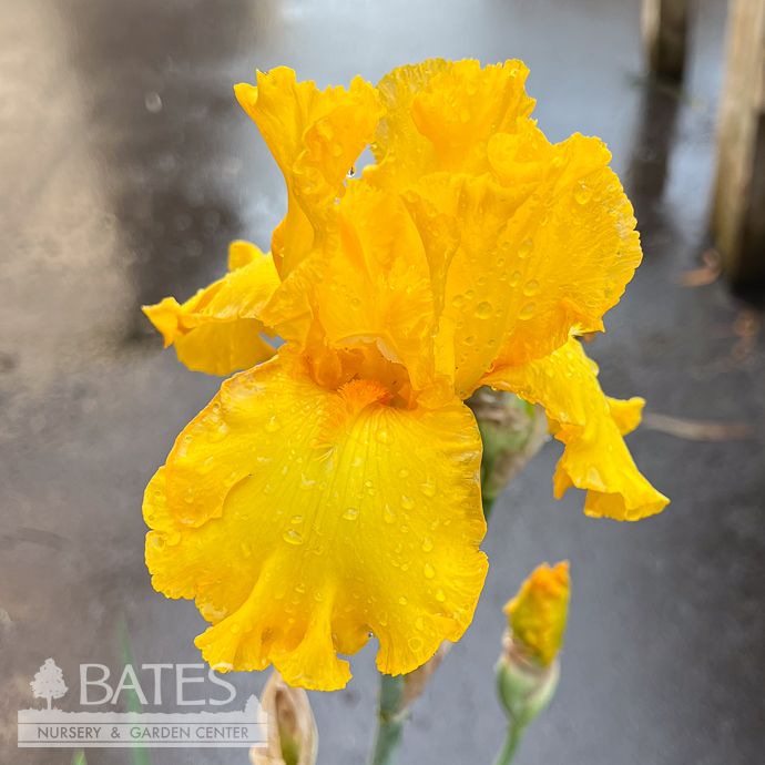 #1 Iris germ Garden Time/ Yellow German Bearded