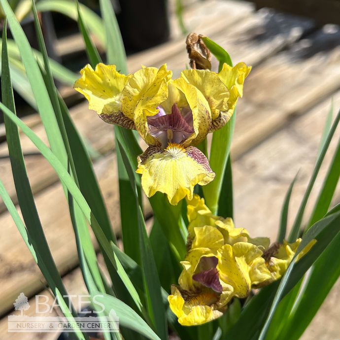 #1 Iris germ Darn Cute/ Dwarf Yellow, Purple German Bearded