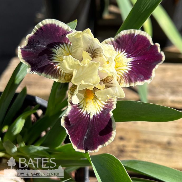 #1 Iris germ Coconino/ Purple, Cream German Bearded