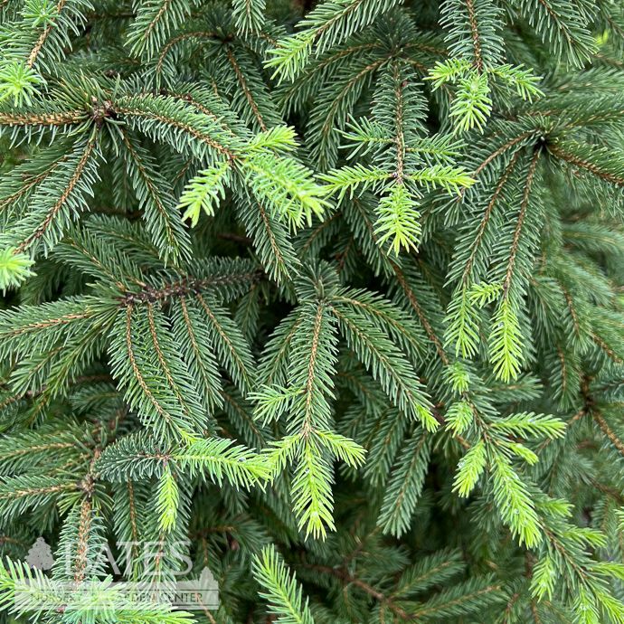 #7 Picea glauc Montrose Charm/ Spruce