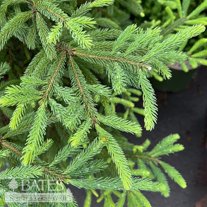 #7 Picea glauc Montrose Charm/ Spruce