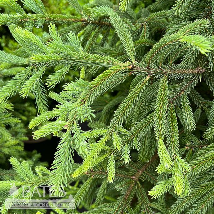 #7 Picea glauc Montrose Charm/ Spruce