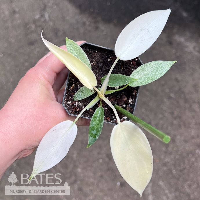 3p! Philodendron florida Ghost-mint /Tropical