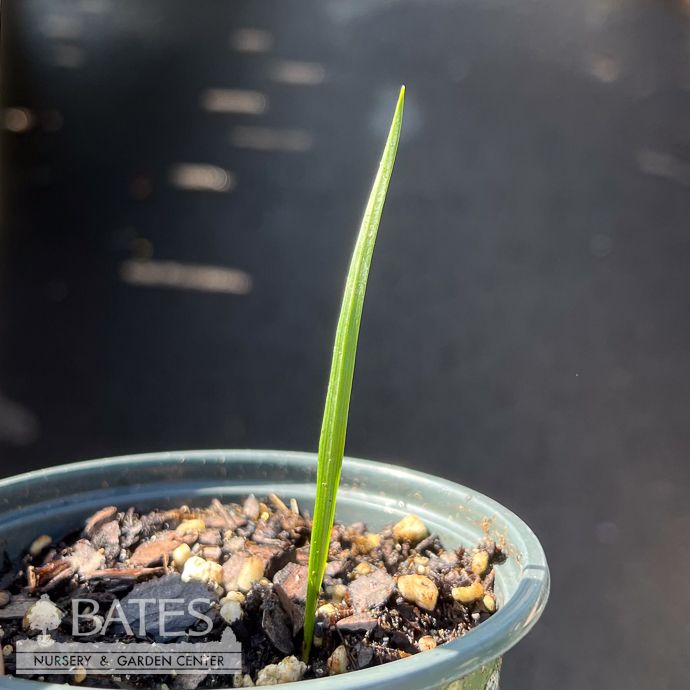 4p Camassia scilloides/ Wild Hyacinth Native (TN)