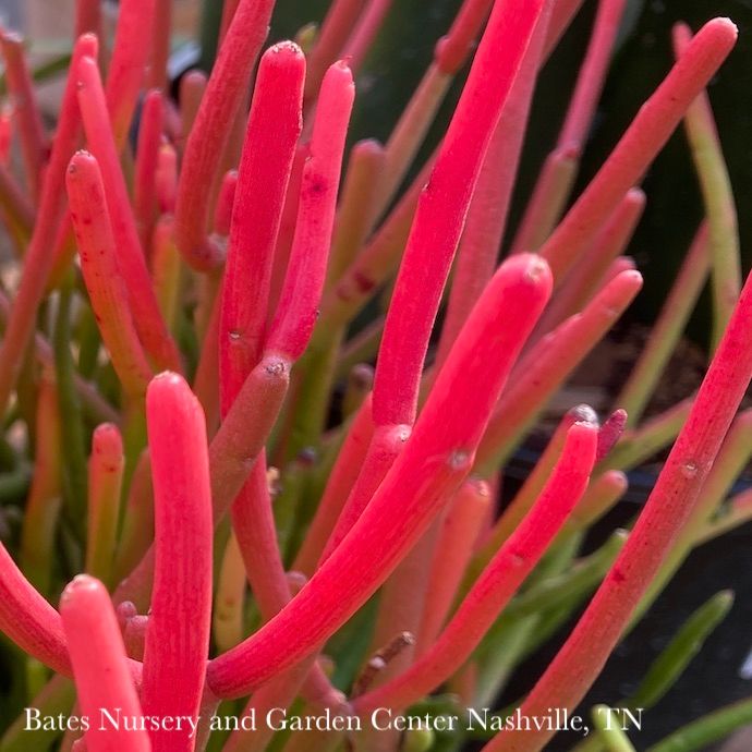 8p! Euphorbia tin Sticks of Fire / Pencil Cactus /Tropical