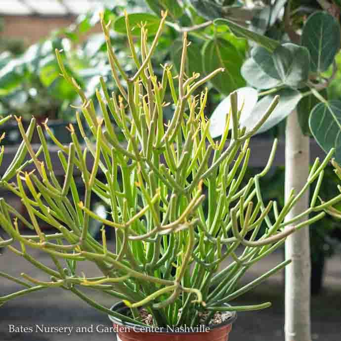 8p! Euphorbia tin Sticks of Fire / Pencil Cactus /Tropical