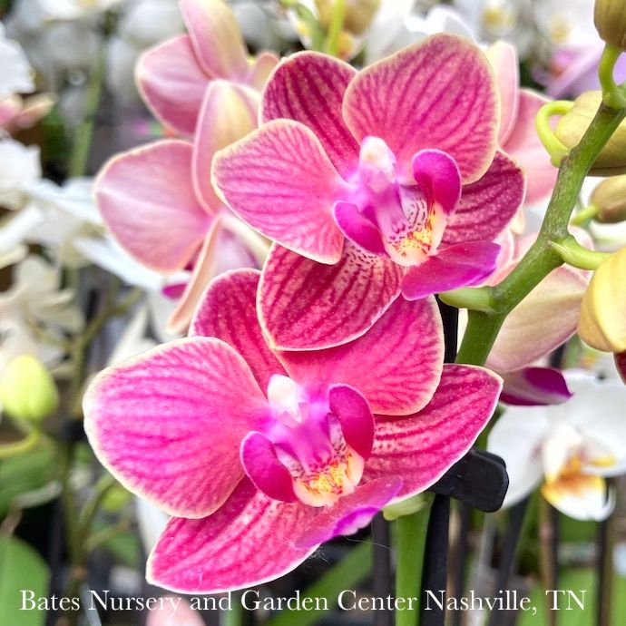 3.5p! Orchid Phalaenopsis Multi /Tropical