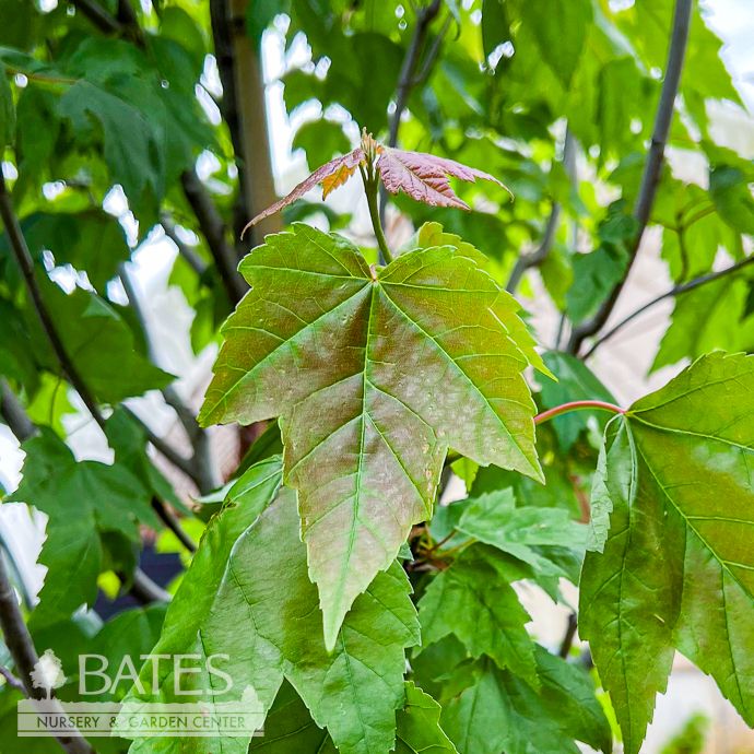 #15 8&#39; Acer rub Summer Sensation/ Red Maple Native (TN)