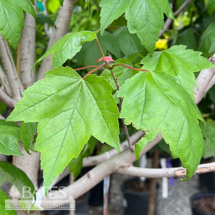 #15 8&#39; Acer rub Summer Sensation/ Red Maple Native (TN)