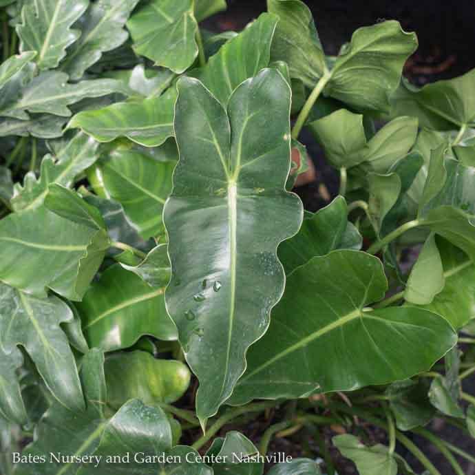 8p! Calathea Burle Marxii /Tropical