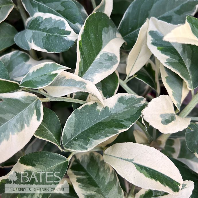 Edible 12p!/#5 Citrus Pink Variegated Lemon STD /Tropical - No Warranty
