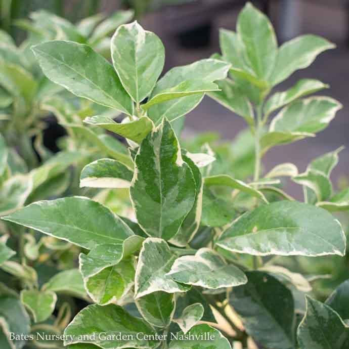 Edible 12p!/#5 Citrus Pink Variegated Lemon STD /Tropical - No Warranty
