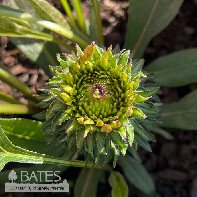 #1 Echinacea x Butterfly &#39;Orange Skipper&#39;/ Coneflower