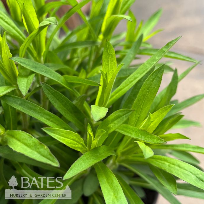 #1 Symphyotrichum x Thunderdome/ Purple Aster