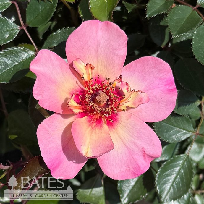 #2 Rosa Flower Carpet &#39;Peach Rose&#39;/ Groundcover Rose - No Warranty