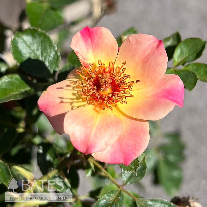 #2 Rosa Flower Carpet &#39;Peach Rose&#39;/ Groundcover Rose - No Warranty