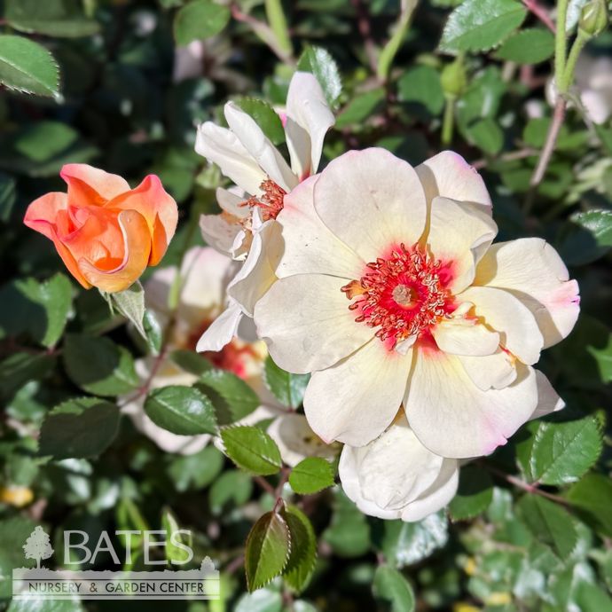 #2 Rosa Flower Carpet &#39;Peach Rose&#39;/ Groundcover Rose - No Warranty