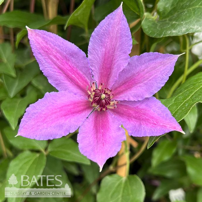#1 Clematis x Tumaini/ Violet Purple Compact