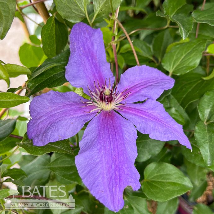 #1 Clematis x Tumaini/ Violet Purple Compact
