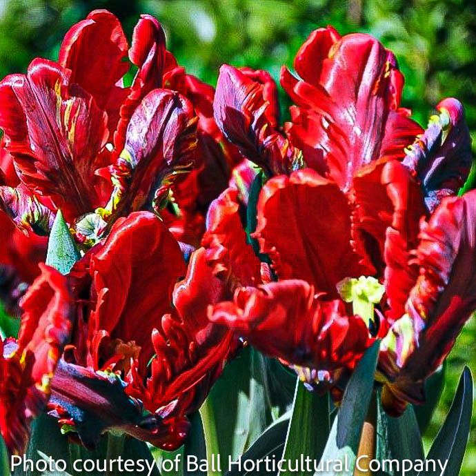 Bulb Tulip Rococo Double Parrot Red 8/pk Proven Winners