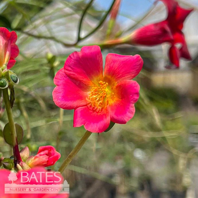 Tropical #1 Portulaca Mega Pazzaz Dark Pink - No Warranty