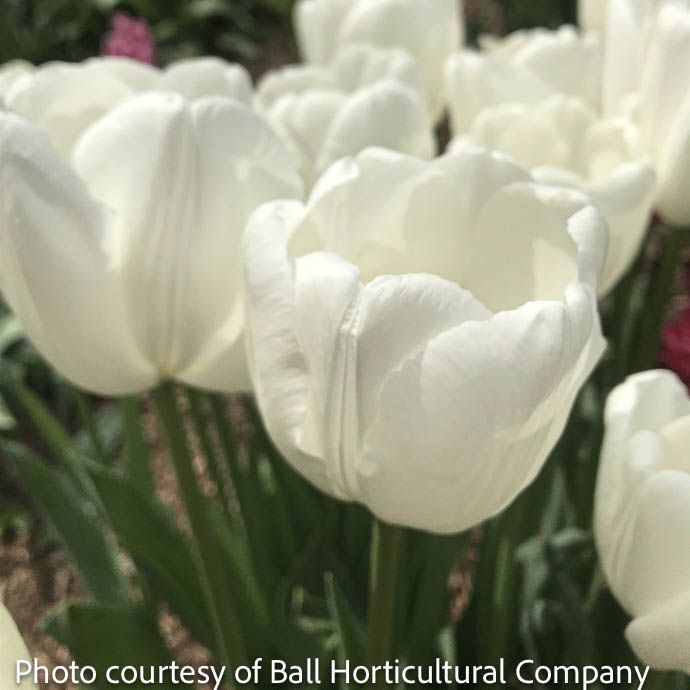 Bulb Tulip Hakuun /White Darwin Hybrid 100/pk