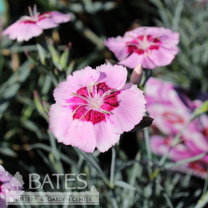 #1 Dianthus plum Angel of Peace/ Pink