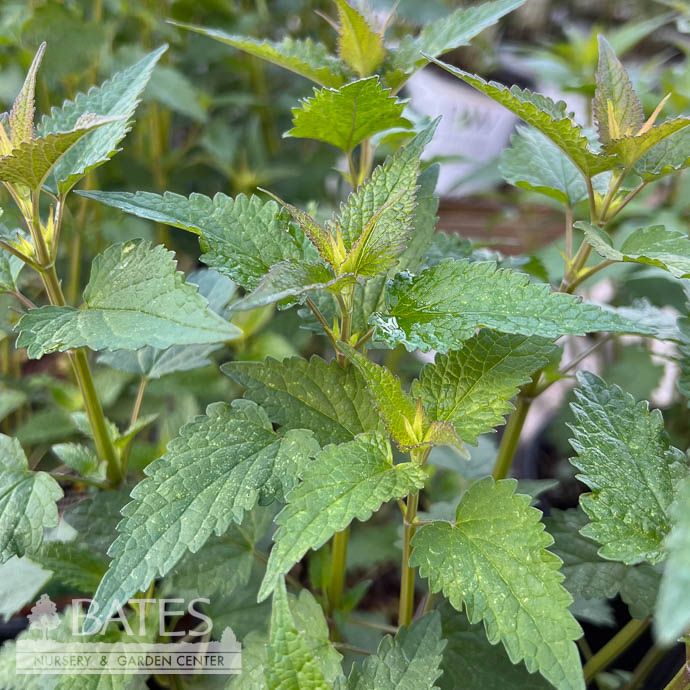 #1 Agastache x Purple Haze/ Anise Hyssop