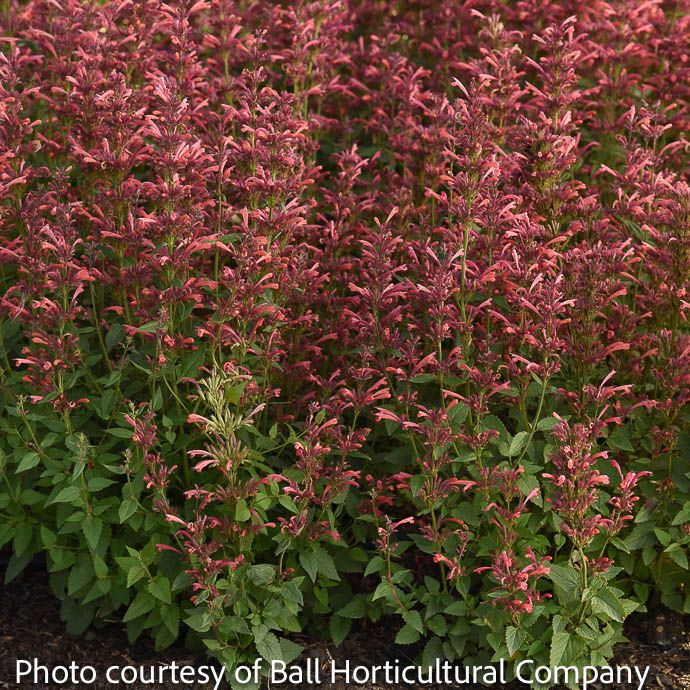 #1 Agastache mex Summerlong &#39;Coral&#39;/ Giant Hyssop