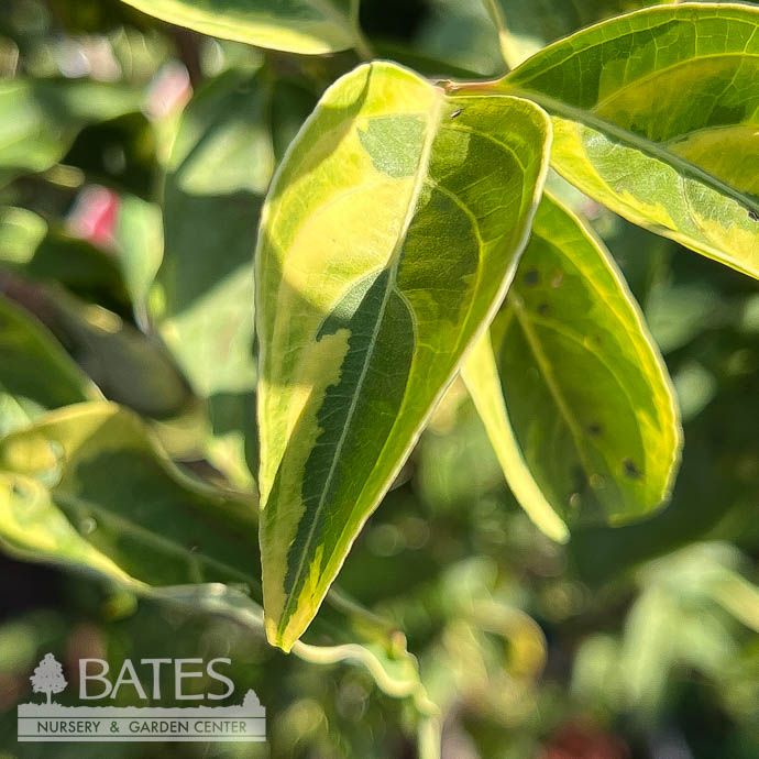 #7 Cornus kousa x florida Celestial Shadow/ Variegated Flowering White Dogwood