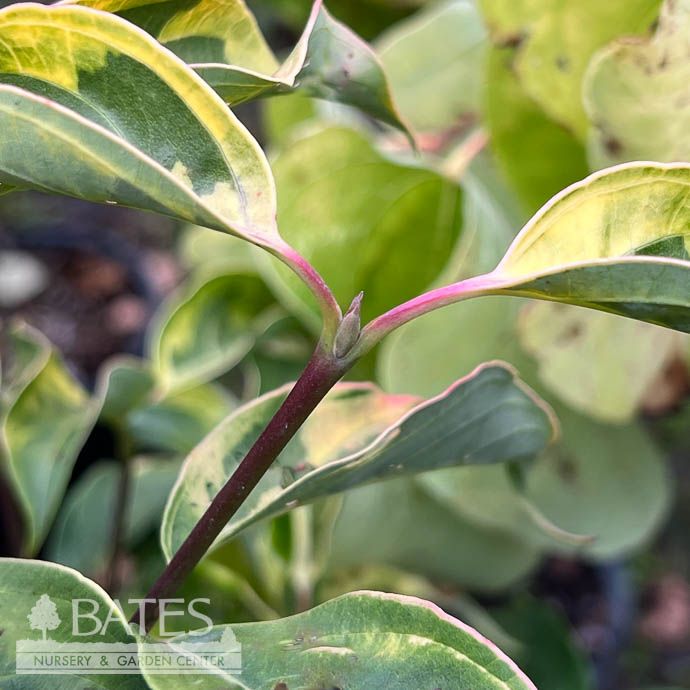 #7 Cornus kousa x florida Celestial Shadow/ Variegated Flowering White Dogwood