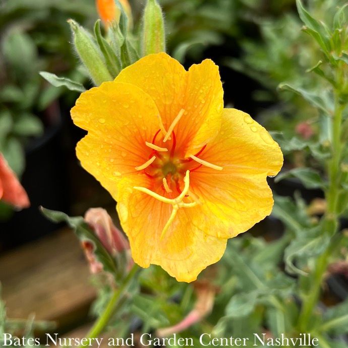 #1 Oenothera versicolor Sunset Boulevard/ Mexican Evening Primrose