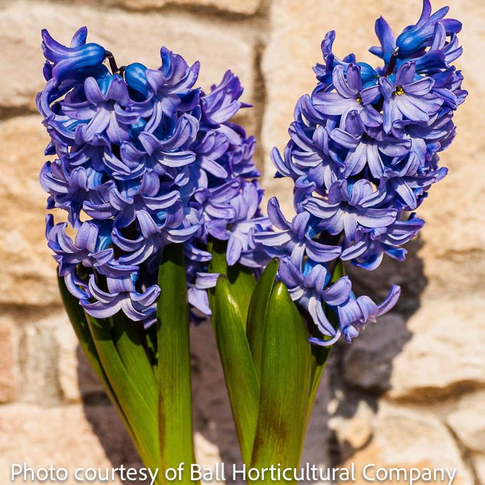 Bulb Hyacinth orientalis Blue Jacket  5/pk