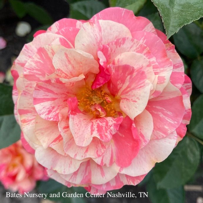 #3 Rosa Frida Kahlo/ Red Gold Floribunda Rose - No Warranty